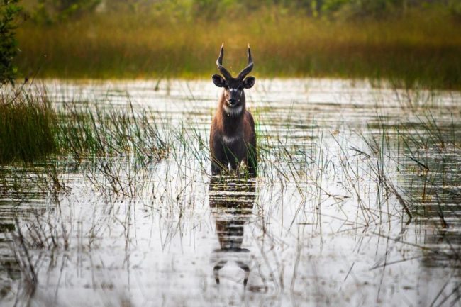 Sonnenaufgang im Loango-Nationalpark