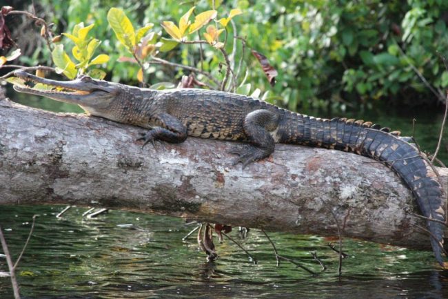 Sitatunga, auch Sumpfantilope genannt