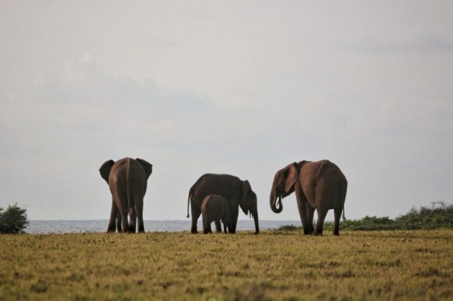 Elefanten im Loango-Nationalpark