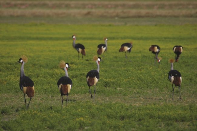 Farbenpr&auml;chtige Kronenkraniche