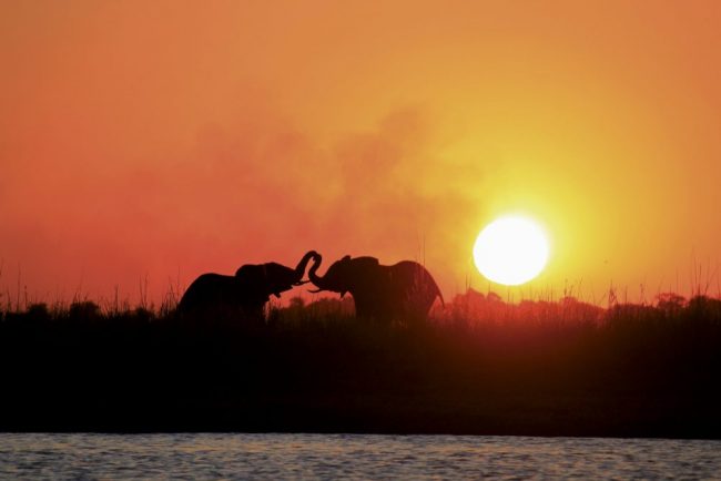 Zum Sonnenuntergang ein Elefanten-Gerangel