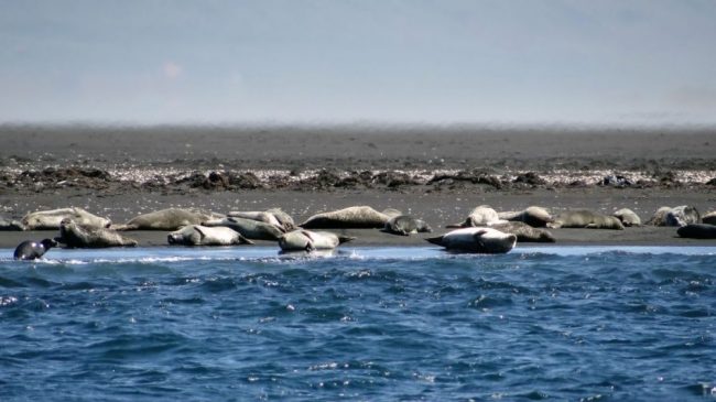 Seehunde bei Hvitserkur