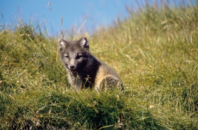 Ein junger Polarfuchs lauert auf die Reste vom gegrillten Fisch