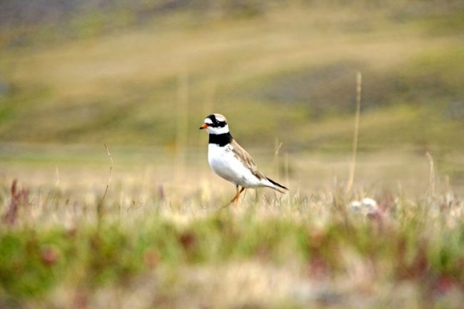 Der Sandregenpfeifer br&uuml;tet auf Island