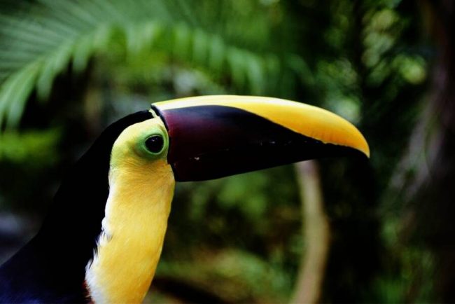 Der Vulkan Arenal h&uuml;llt sich in Wolken