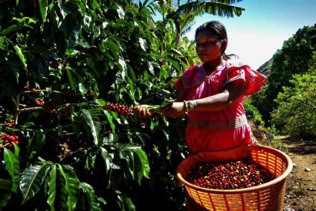 Der Fluss R&iacute;o Celeste im Tenorio-Nationalpark