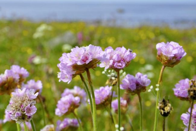 Die bunten H&auml;user in Longyearbyen