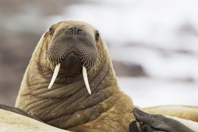 Bl&uuml;hende Wiese in Norwegen