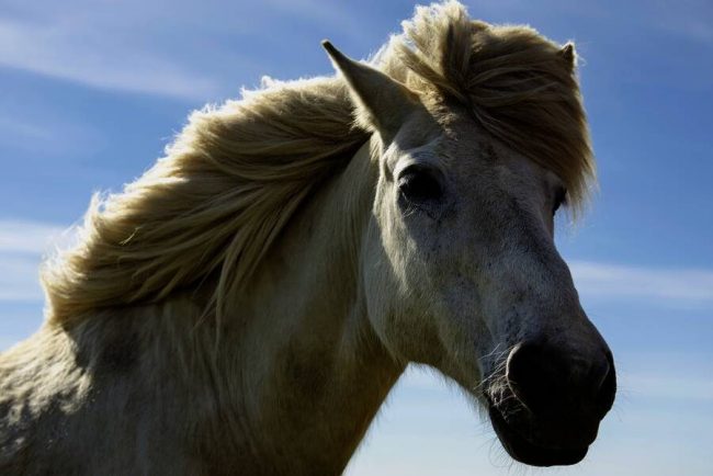 Wei&szlig;es Islandpony in Nahaufnahme