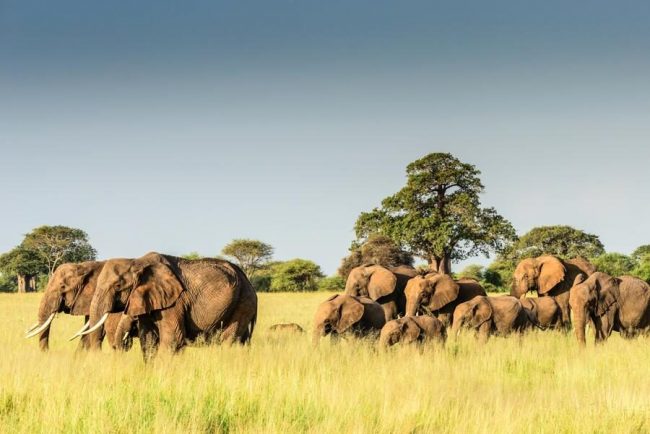 Kulturelle Begegnung im Maasai-Dorf