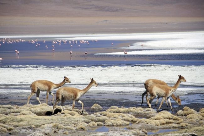 Vicu&ntilde;as und Flamingos