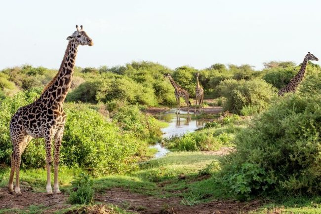 Giraffen am Wasserloch