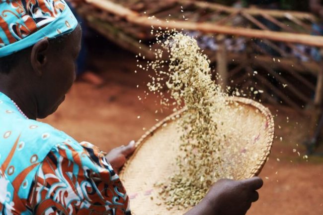 Elefantenherde in der afrikanischen Savanne