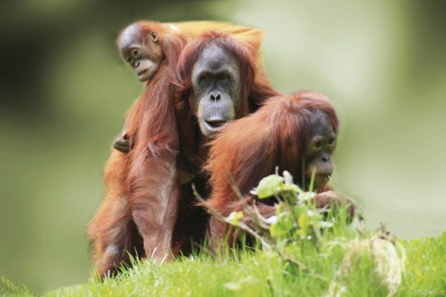 Orang Utan-Familie