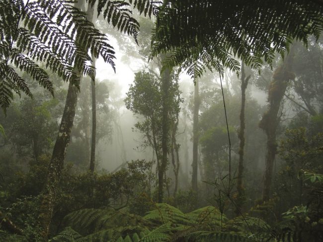 Unterwegs im Regenwald Borneos