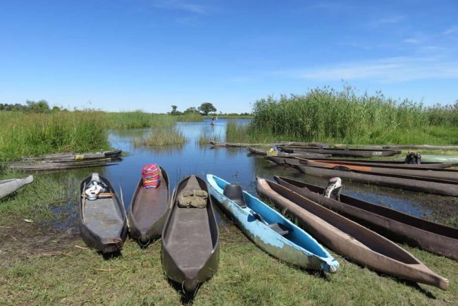 L&ouml;win in der Savanne