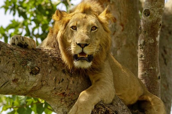 Korbflechterin auf einem Markt in Uganda