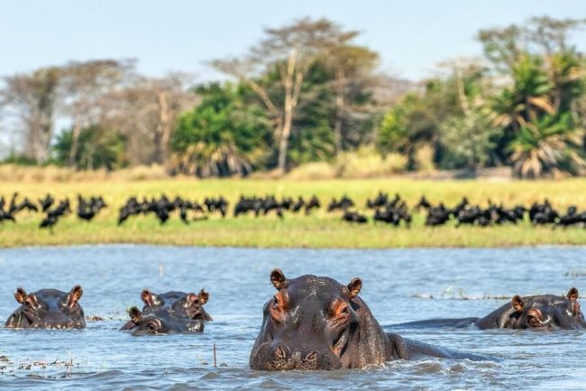 Bauml&ouml;we im Bwindi-Nationalpark