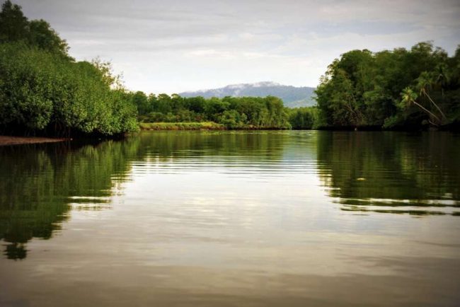 Flusslandschaft mit Mangroven