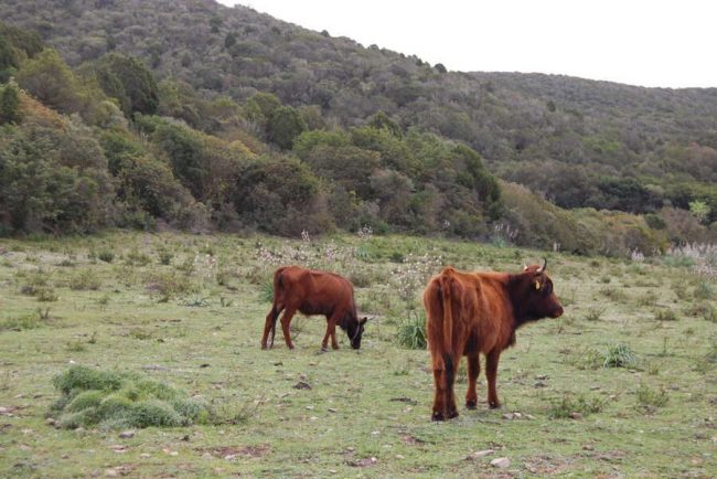 K&uuml;stenlandschaft