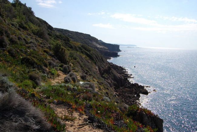 Wei&szlig;e Bl&uuml;ten