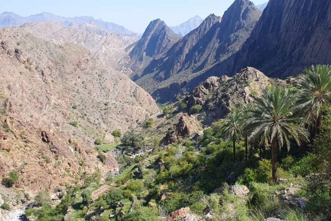 Schlucht mit Fluss und Palmen