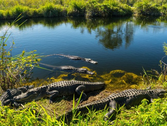 Everglades Nationalpark
