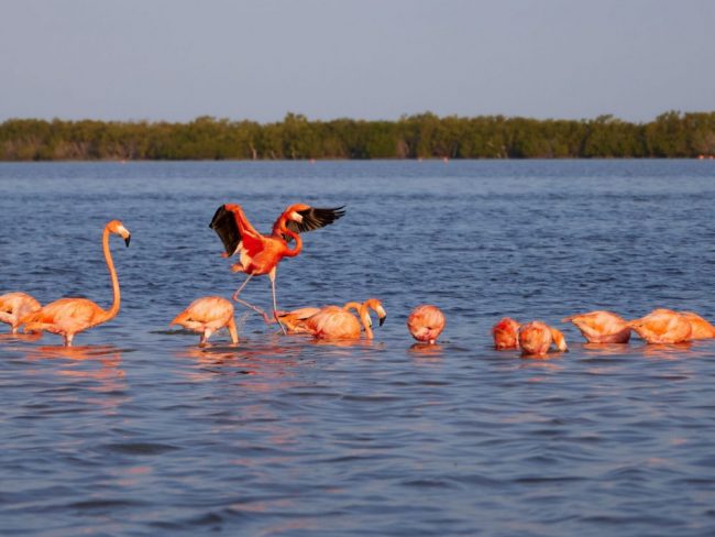 Yucat&aacute;n, Flamingos im Rio Lagartos