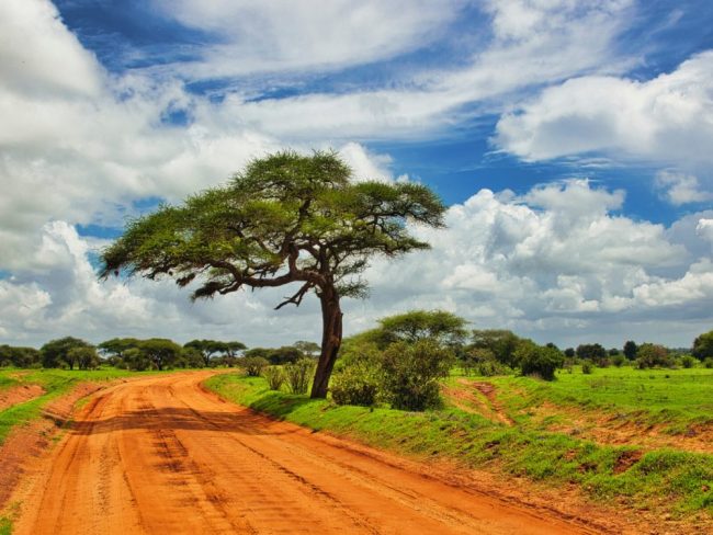 Zebras mit Kilimandscharo im Tsavo West NP