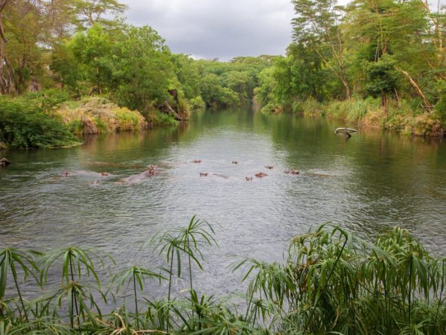 Zebras mit Kilimandscharo im Tsavo West NP