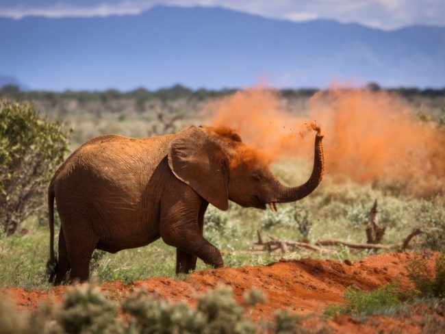 Zebras mit Kilimandscharo im Tsavo West NP