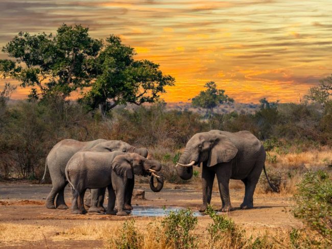 Zebras mit Kilimandscharo im Tsavo West NP