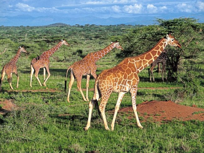 Zebras mit Kilimandscharo im Tsavo West NP