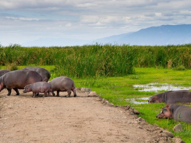 Flusspferde, Lake Manyara Nationalpark