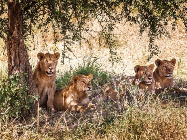 L&ouml;wen, Serengeti Nationalpark