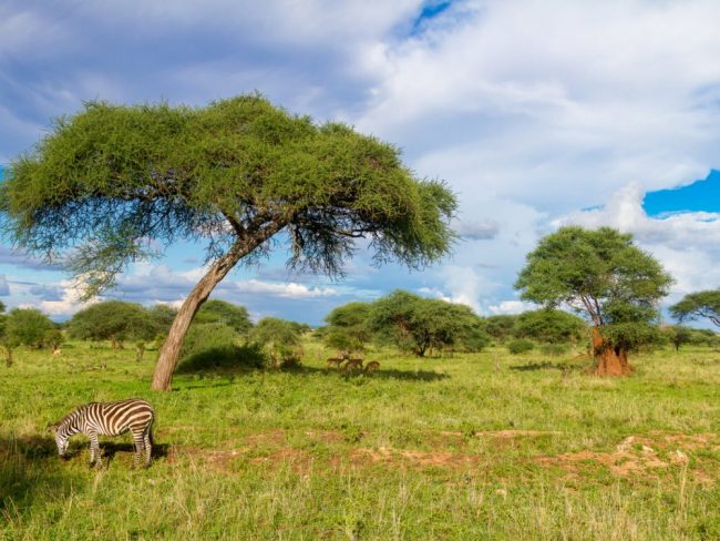 Zebra, Tarangire Nationalpark