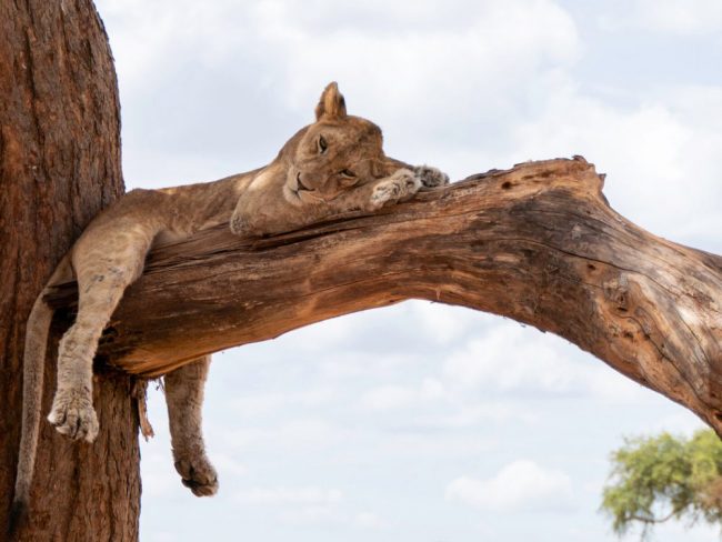 L&ouml;we, Tarangire Nationalpark