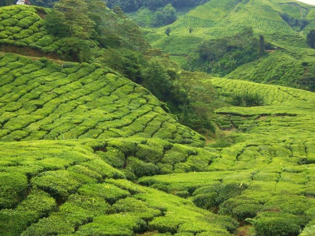 Cameron Highlands