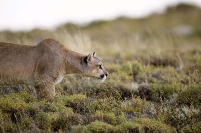 Auf Puma-Pirsch im Nationalpark Torres del Paine
