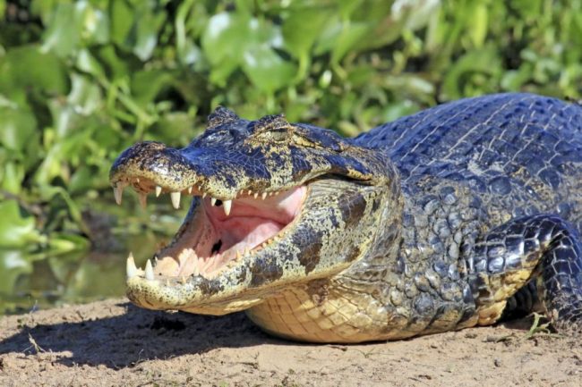 (S&uuml;dlicher) Brillenkaiman (Caiman yacare) im Pantanal