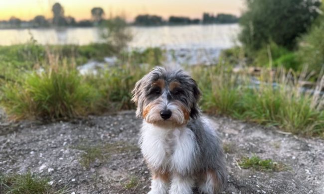 Mosel_Berkastel-Kues_Pixabay