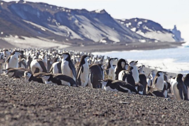 Riesige Pinguinkolonie