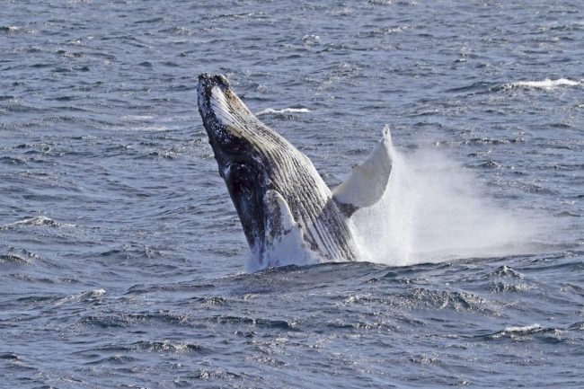 Buckelwal bei den S&uuml;d-Shetland Inseln