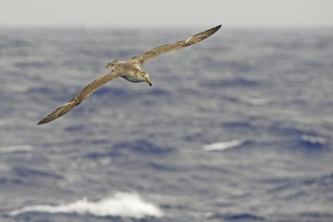 Faszinierende Vogelwelt in der Drake Passage