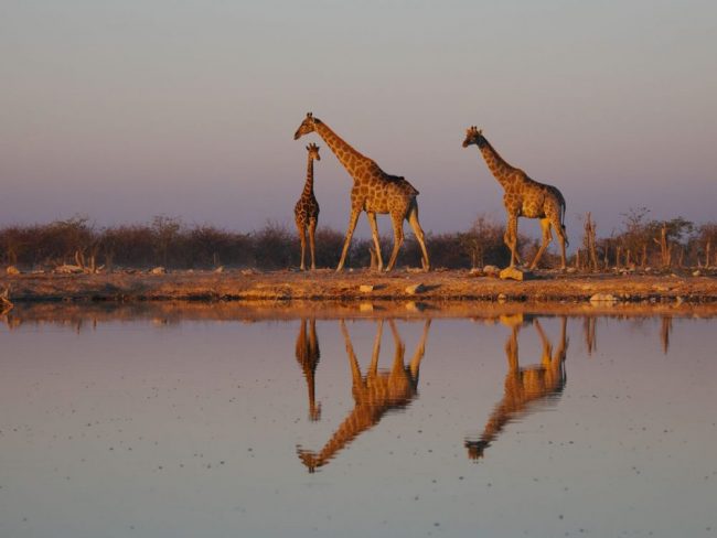Giraffen am Wasserloch