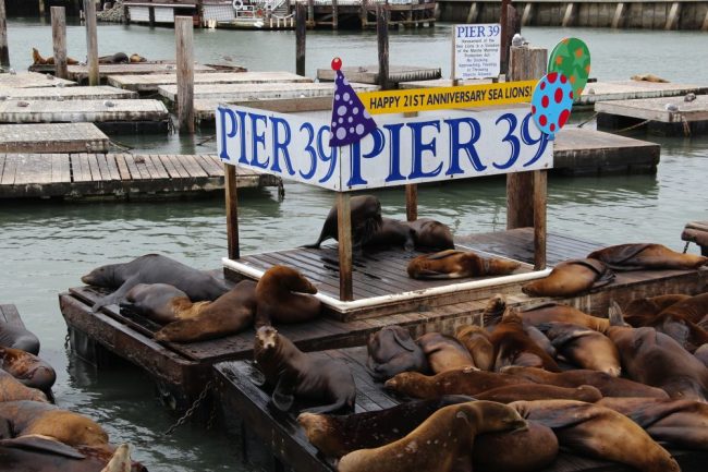 Seel&ouml;wen am Pier 39 (Fisherman's Wharf) in San Francisco
