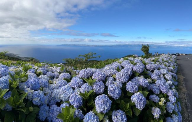 Hortensien-Meer im Hochland von Pico &ndash; Blick nach Sao Jorge, Portugal