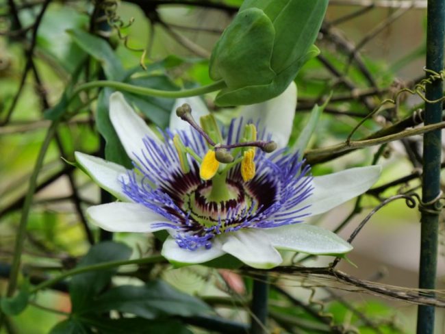 Blumen, Blumen, Blumen