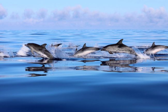Delfinbeobachtung