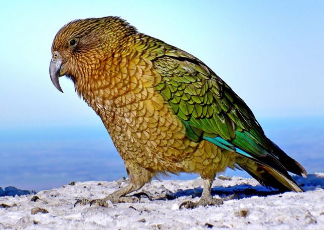 Der Kea zuweilen auch Bergpapagei genannt, ist ein vom Aussterben bedrohter Vogel Neuseelands.